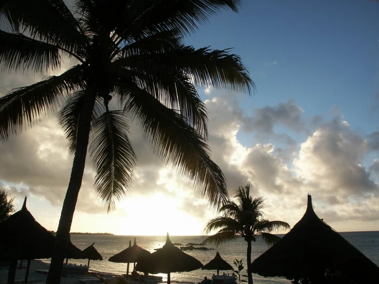 a group of umbrellas under trees on a beach