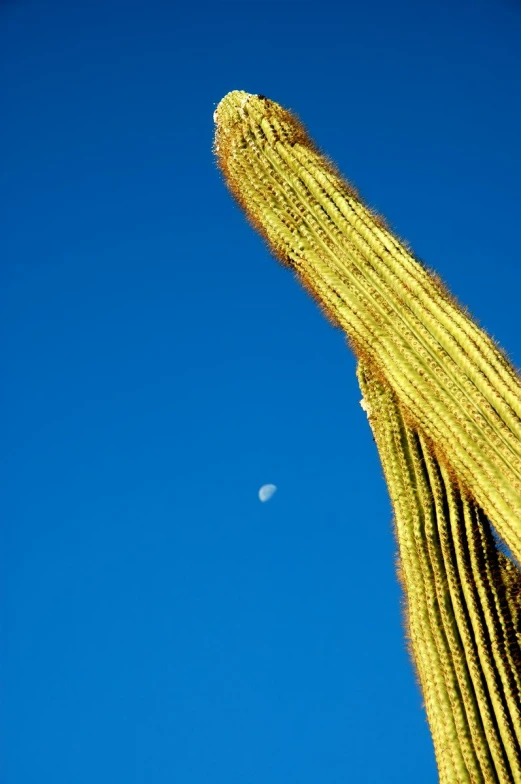 a tall cactus with a half moon in the background