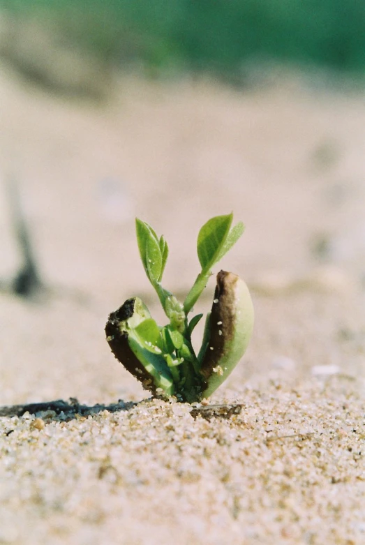 a sprout growing through dirt with grass growing out of it