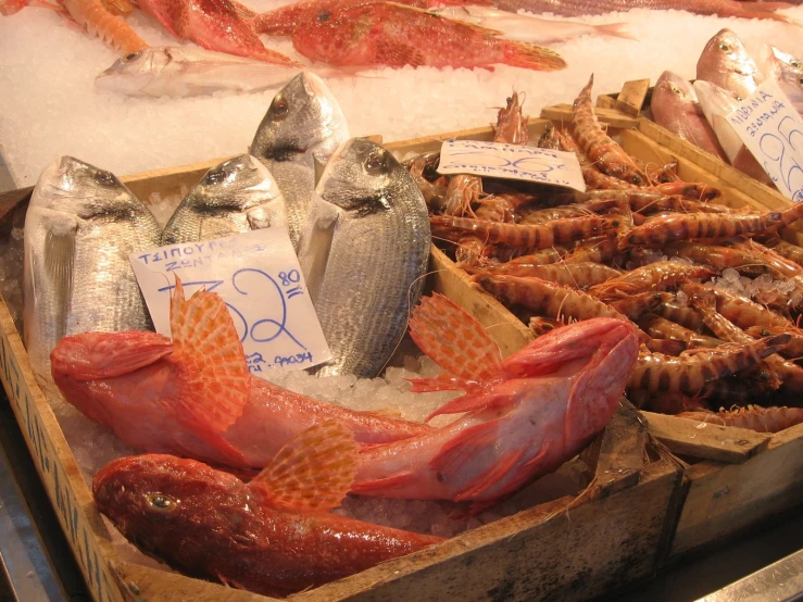 an assortment of fish and other seafood displayed for sale