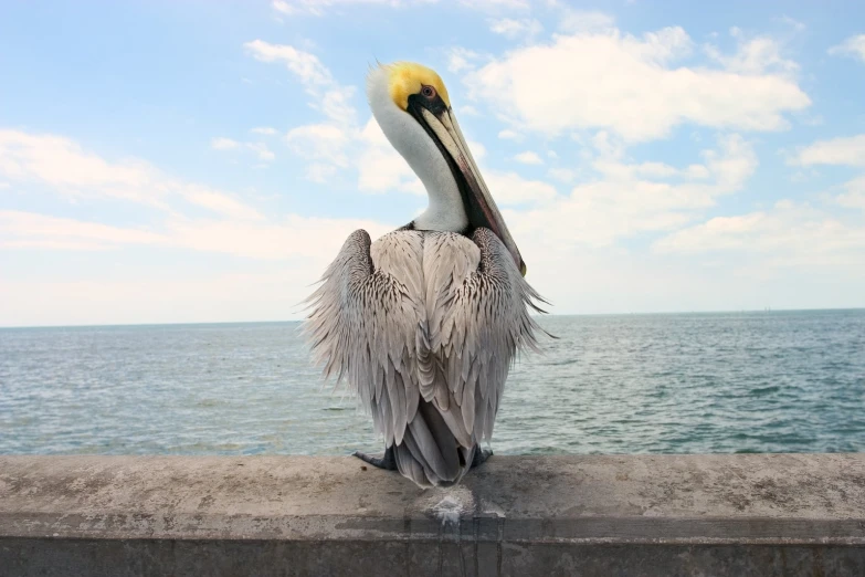 a pelican standing on a ledge overlooking the water