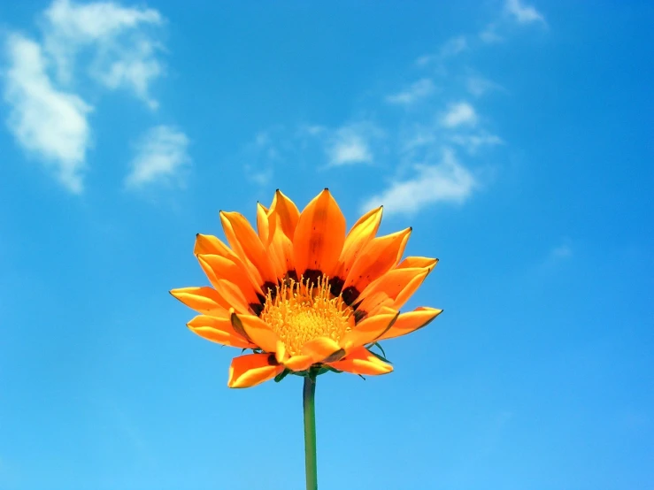 the large orange flower has pollen on it's petals