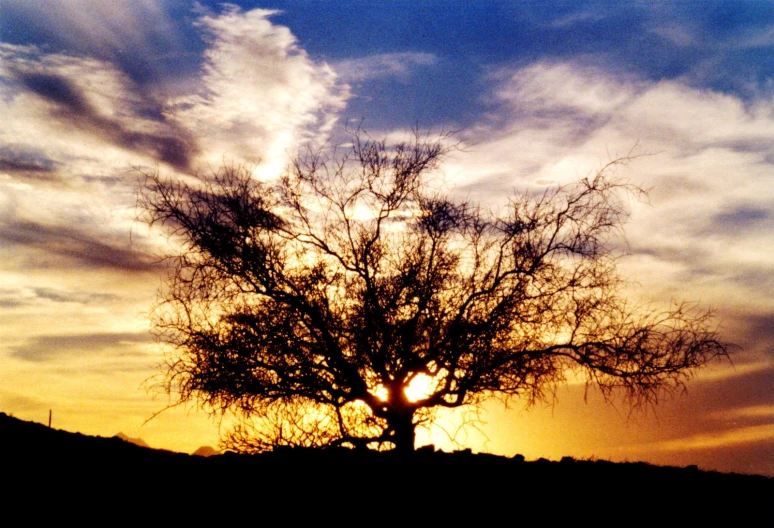 a lone tree in a grassy field at sunrise