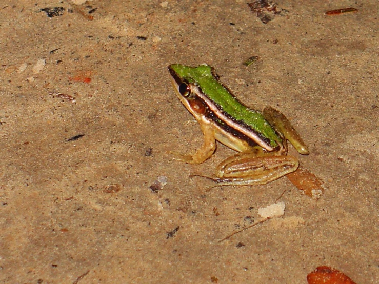 a frog is sitting on the concrete outside