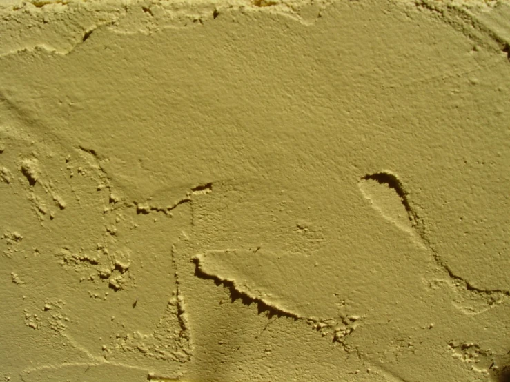 an insect imprint on the side of a yellow wall