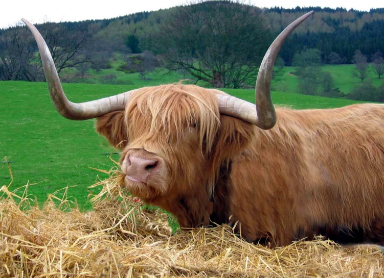 the brown bull with very long horns is eating hay