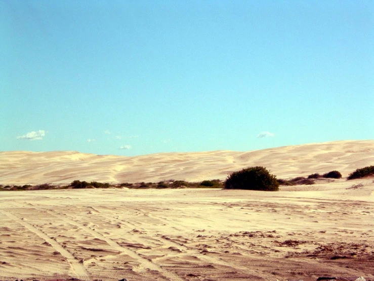sand dunes and trees in the middle of a desert