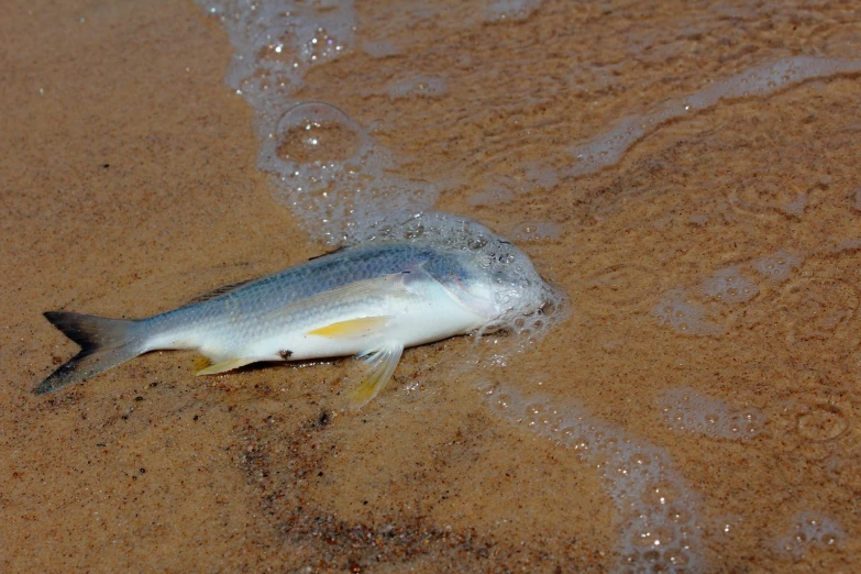 a dead fish laying on a sandy beach