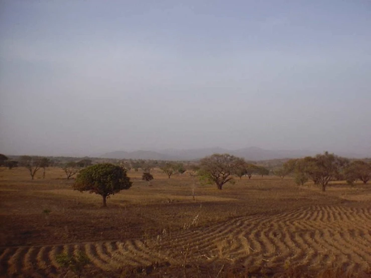 a large open field is dotted with small trees