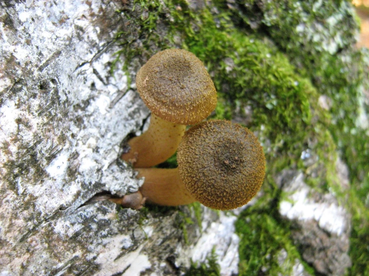 closeup of two mushrooms growing on a mossy tree