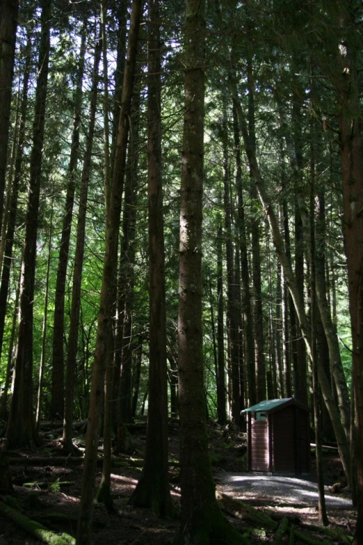 a small hut in the middle of a forest