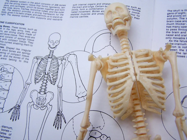 the anatomy of the human skeleton is shown in a textbook