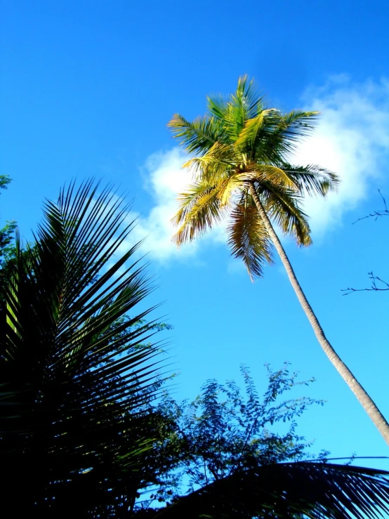 a palm tree in the sun with a sky background