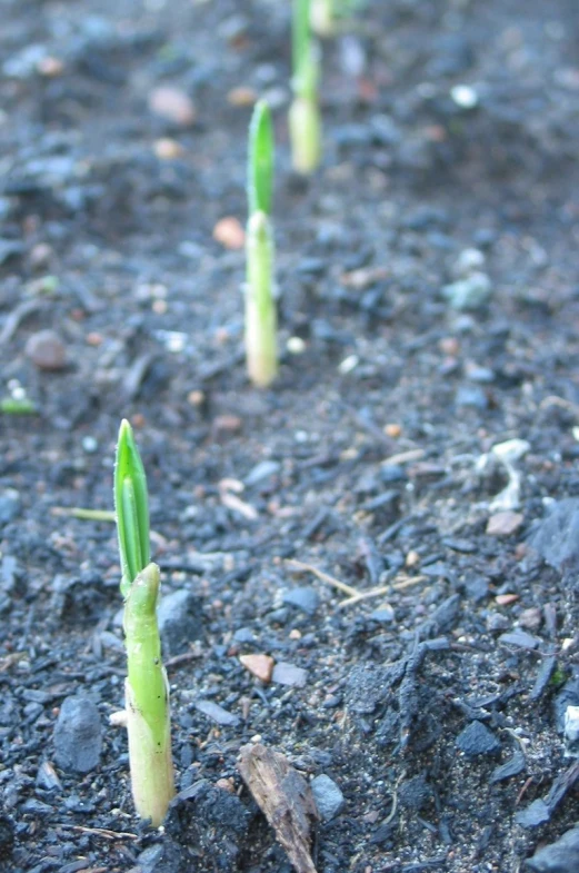 a close up of many small plant growths in the ground