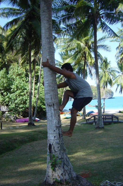 man climbing up tree on beach in tropical park