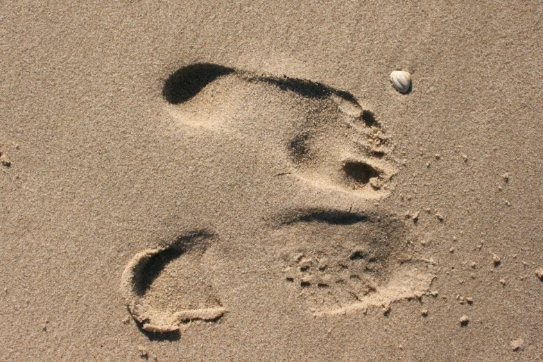 a person's footprints and an animal's foot prints in the sand