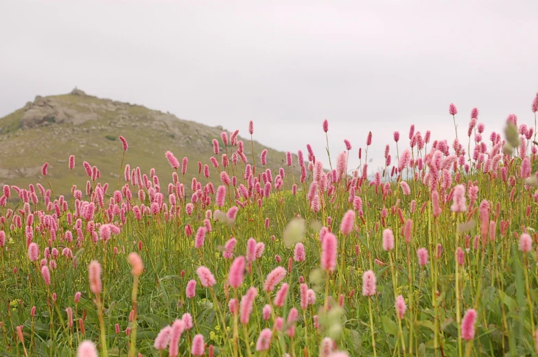 a beautiful field full of pink flowers with mountains in the background