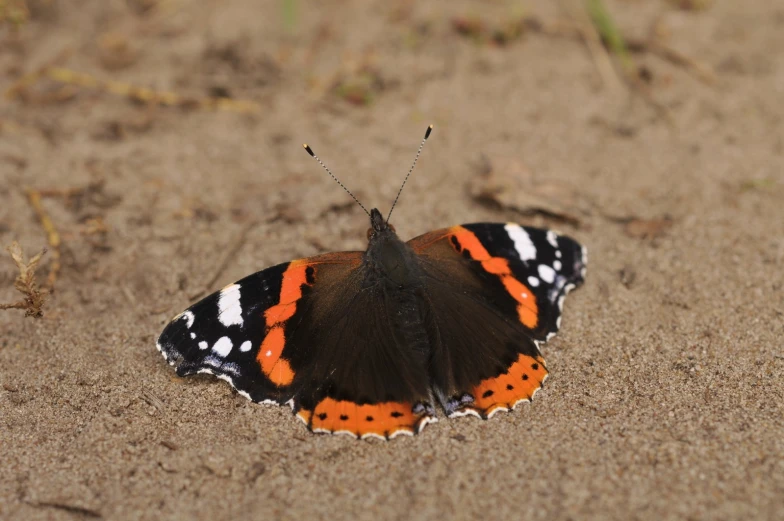 a very pretty black and orange erfly on the sand