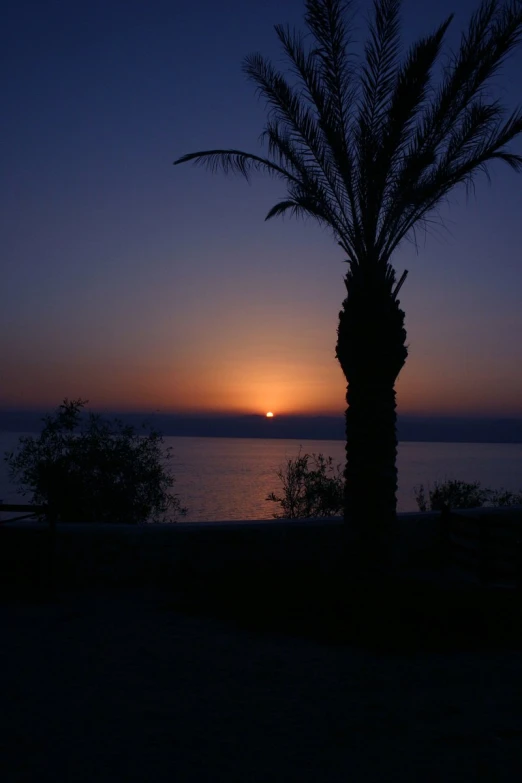 a sunset s from a shore with a palm tree in silhouette