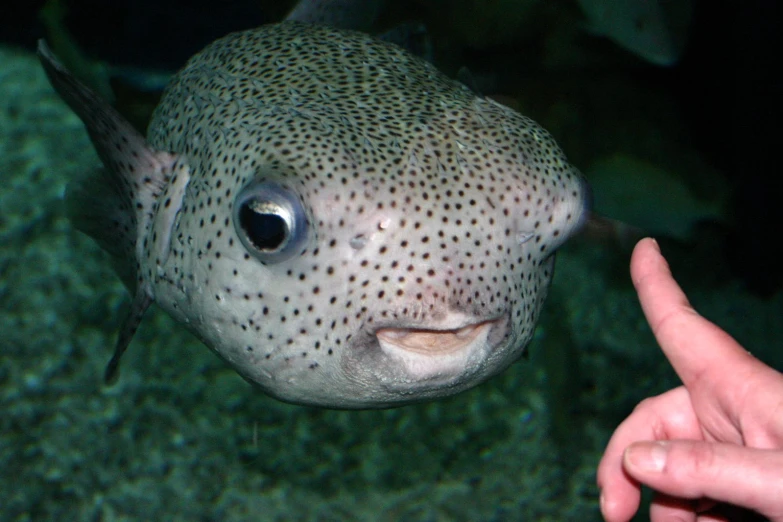 a fish's head has a big eye, and its tail is pointed