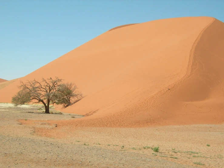 a lone tree growing from the desert sand