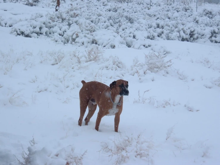 a brown and white dog in the snow