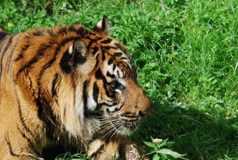 the tiger is lying down in the grass