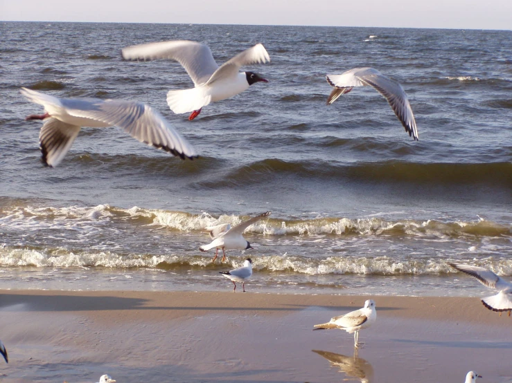 there are a bunch of birds that are flying on the beach