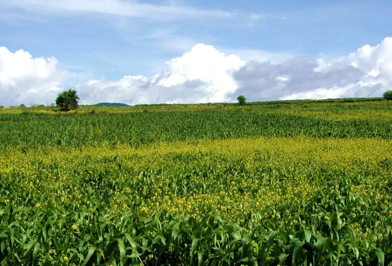 a field full of yellow flowers sitting below a cloudy blue sky