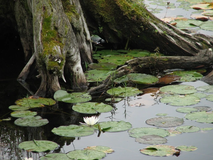 there is a large tree with some flowers and water lillies