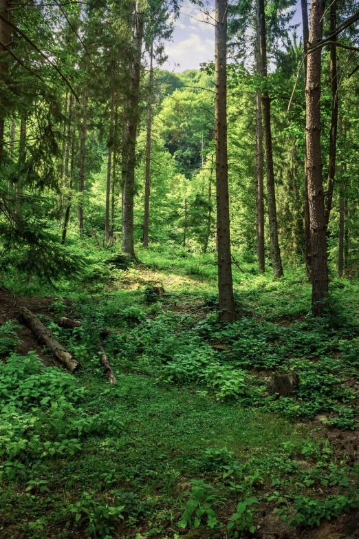 a path in a beautiful forest with lots of trees