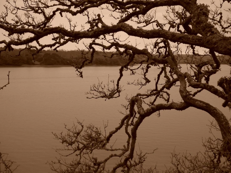 the nches are growing on the water, with bare trees to the side