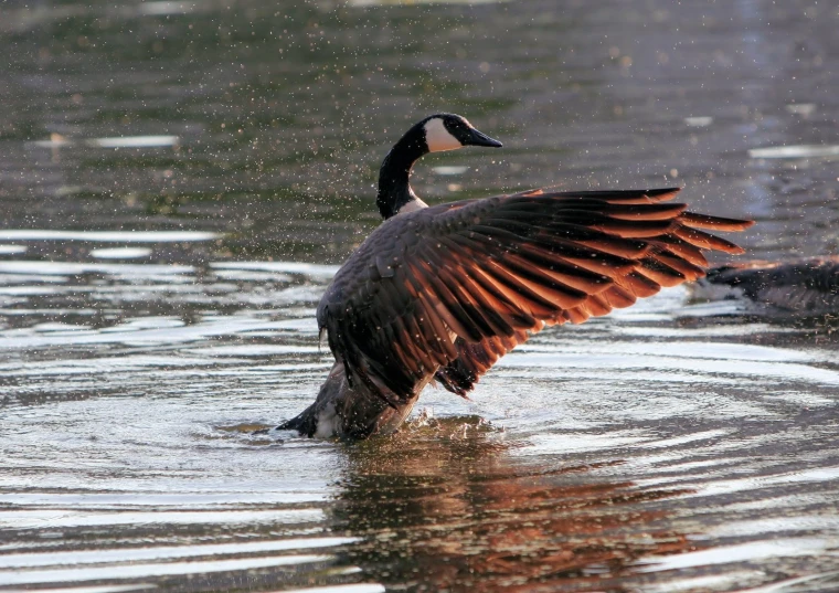 a goose flaps its wings and looks like it is getting air dried