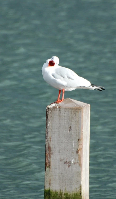 a white seagull sitting on top of a wooden fence