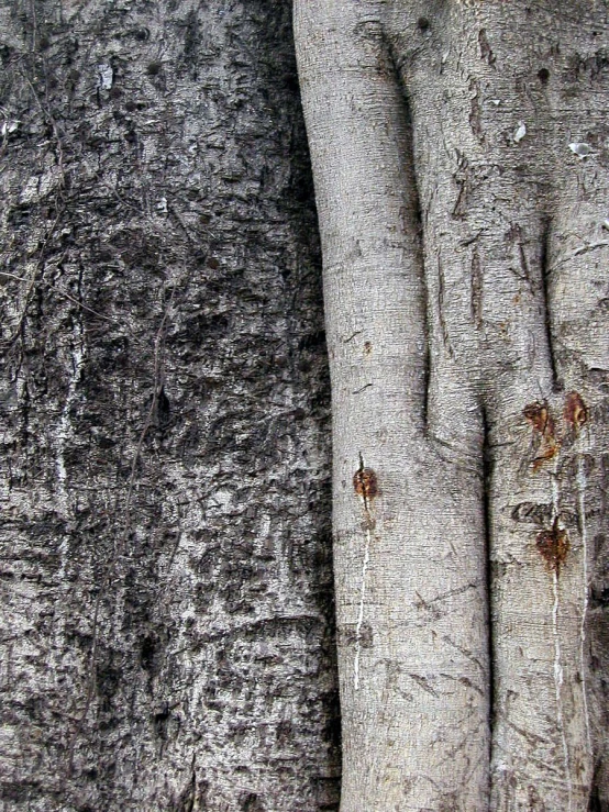 a tree trunk is partially cover by its bark