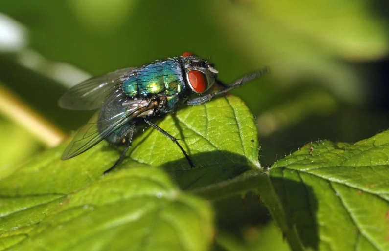 two flys sitting on top of a leaf