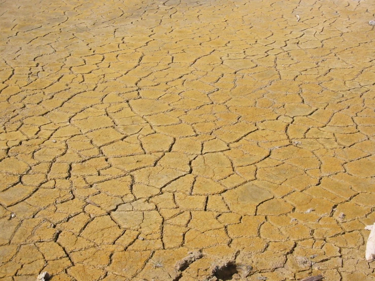 a dog on a ground that is brown and very brown