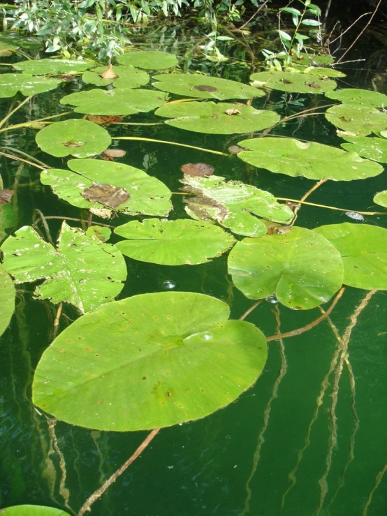 a group of lily pads sitting on the water's surface