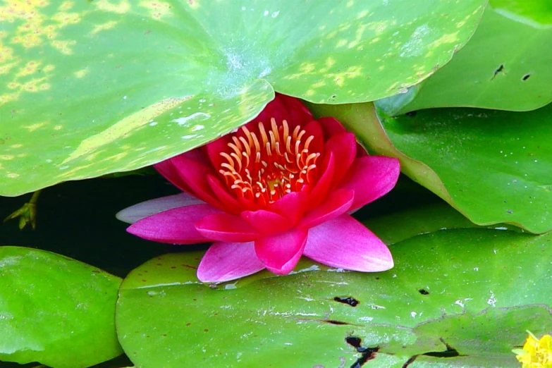 a bright pink flower that is sitting in water