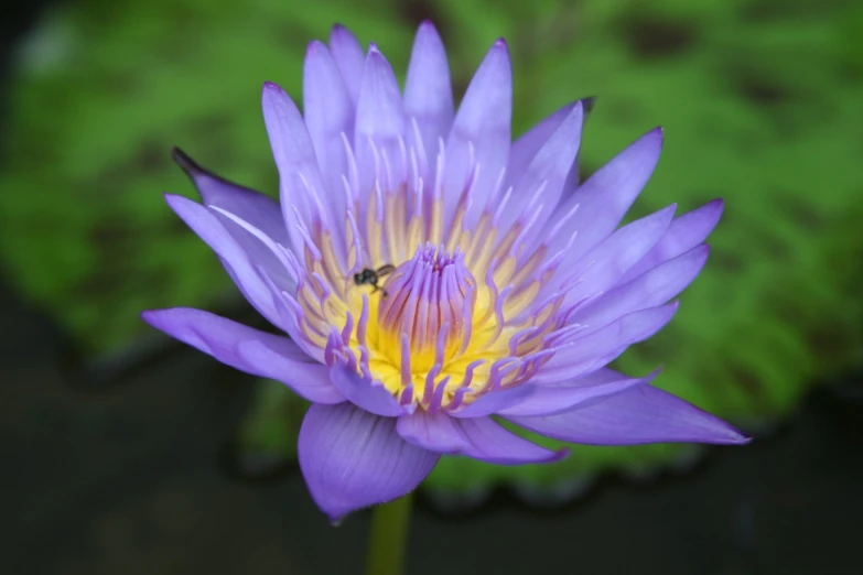 a pink water lily with yellow stamens is blooming