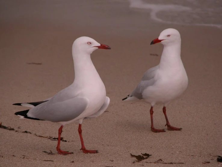 two birds are standing on a sandy shore