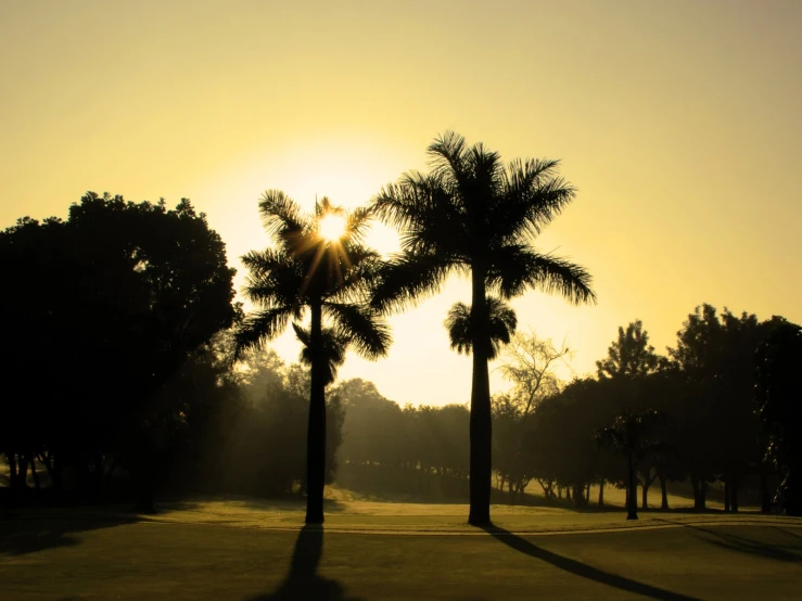 a yellow sky and the sun setting through palm trees