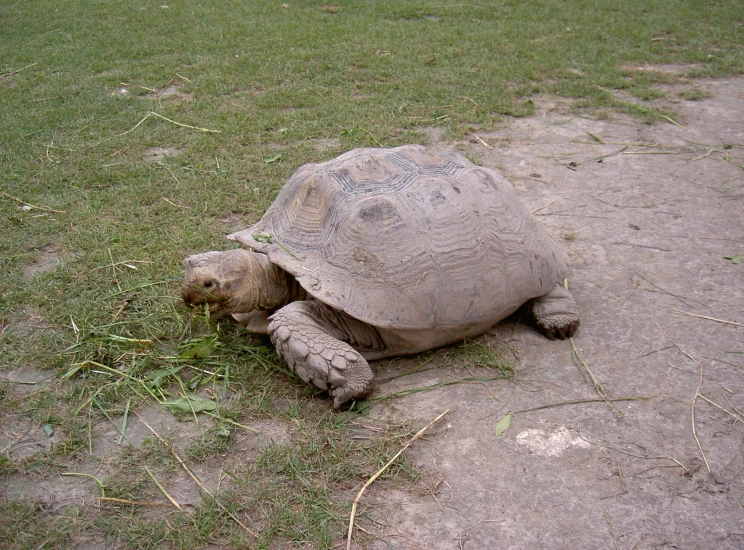 a large turtle is eating soing in the grass