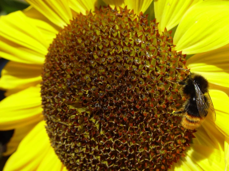 a bee is sitting on the tip of a flower