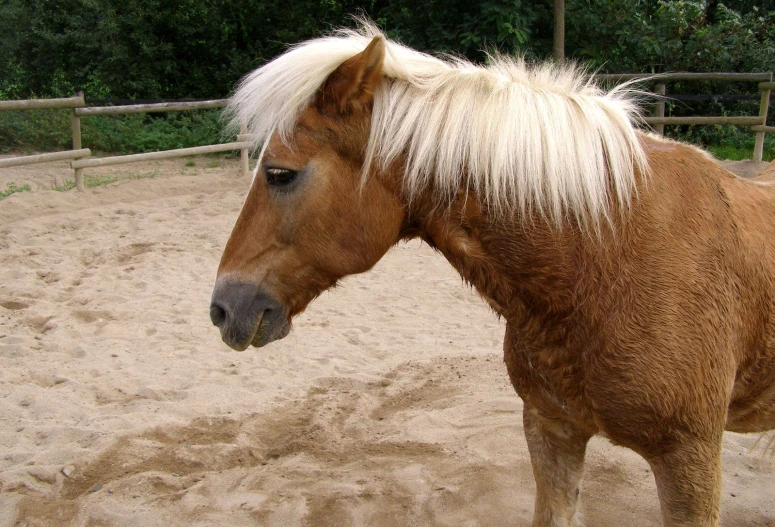 a brown horse with white hair in a dirt enclosure