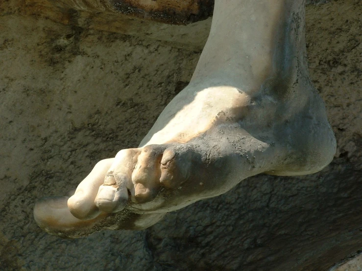 a close - up view of an animal's foot, water and dirt