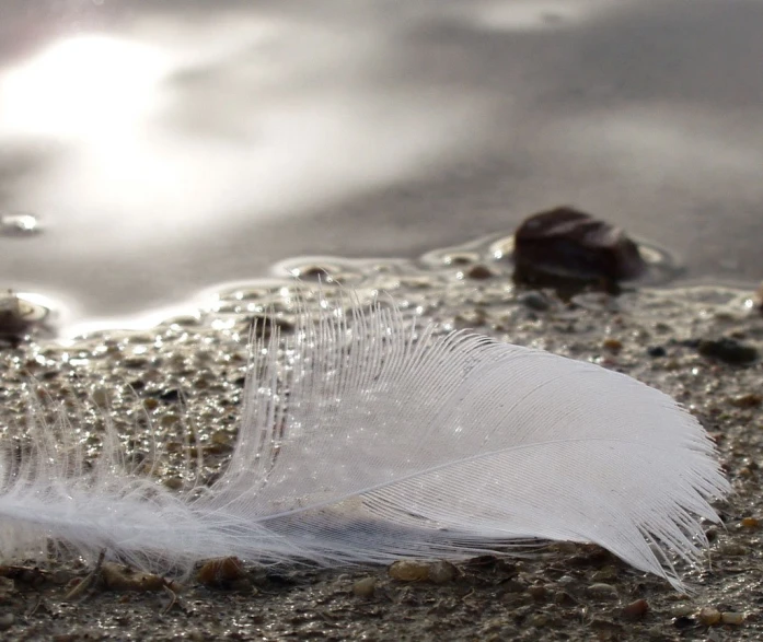 a white bird's feathers are shown lying in the sand