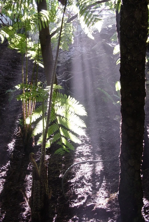 sun shines through a rain soaked forest in the sunlight