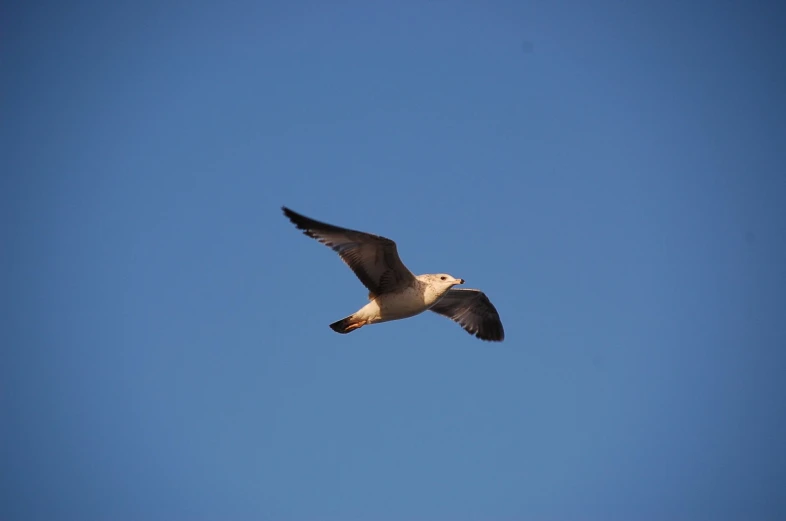 a seagull flying on a clear blue sky