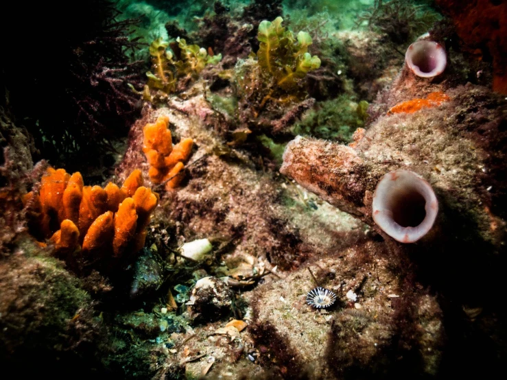 sea life with orange sea anemonas and sponges on the ocean floor